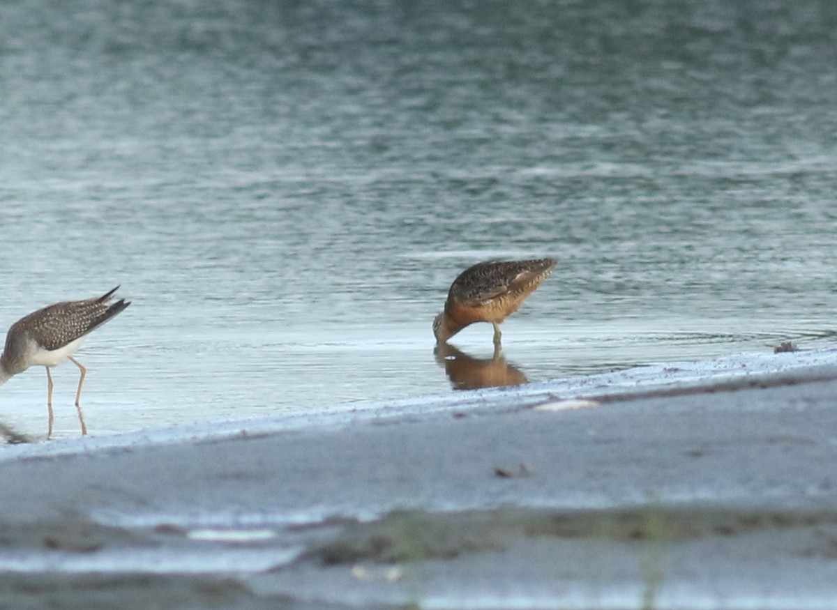 Long-billed Dowitcher - Matthew Eckerson