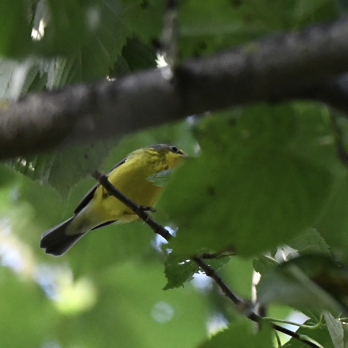 lesňáček kanadský - ML362359371