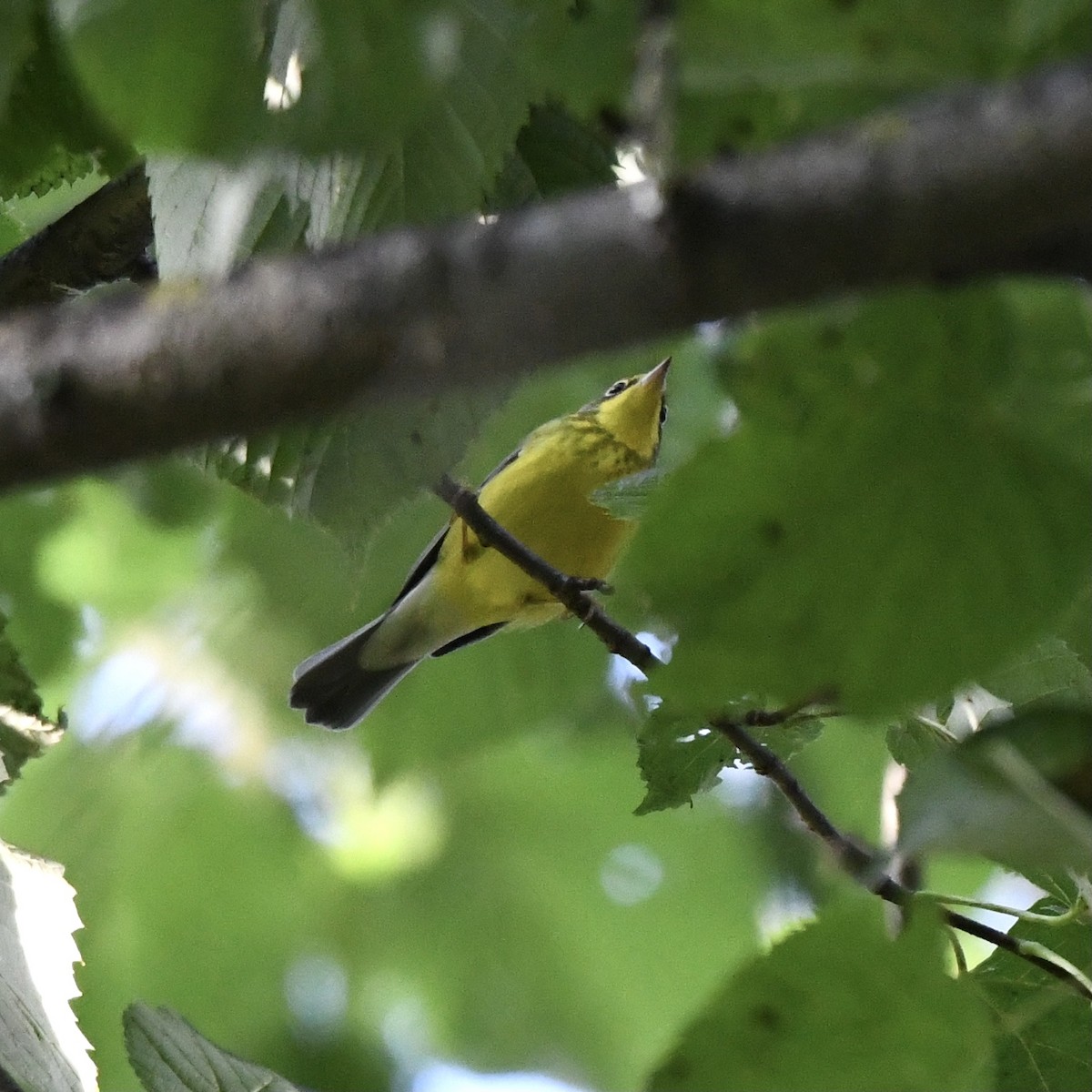 lesňáček kanadský - ML362359411