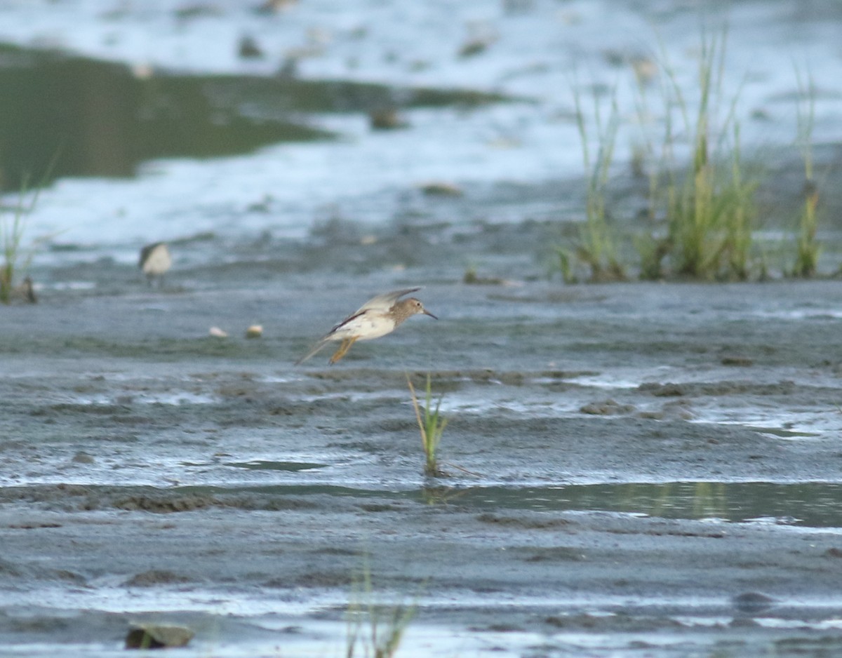 Pectoral Sandpiper - ML362359441