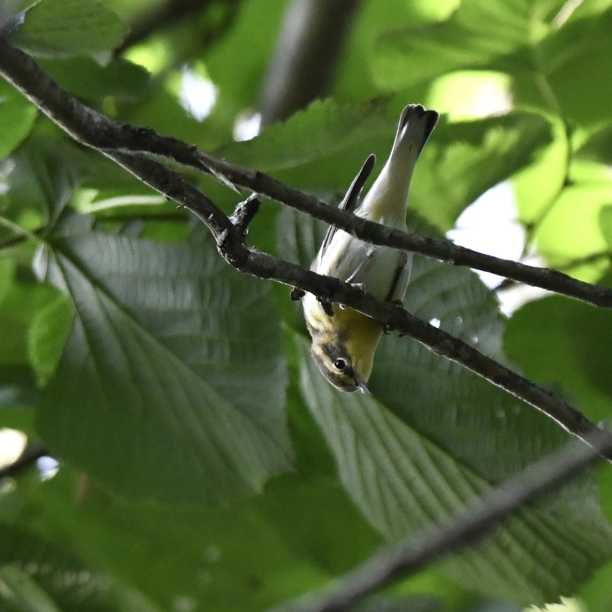 lesňáček jedlovcový - ML362359491