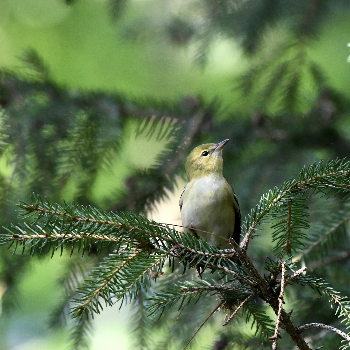 lesňáček kaštanový - ML362359561