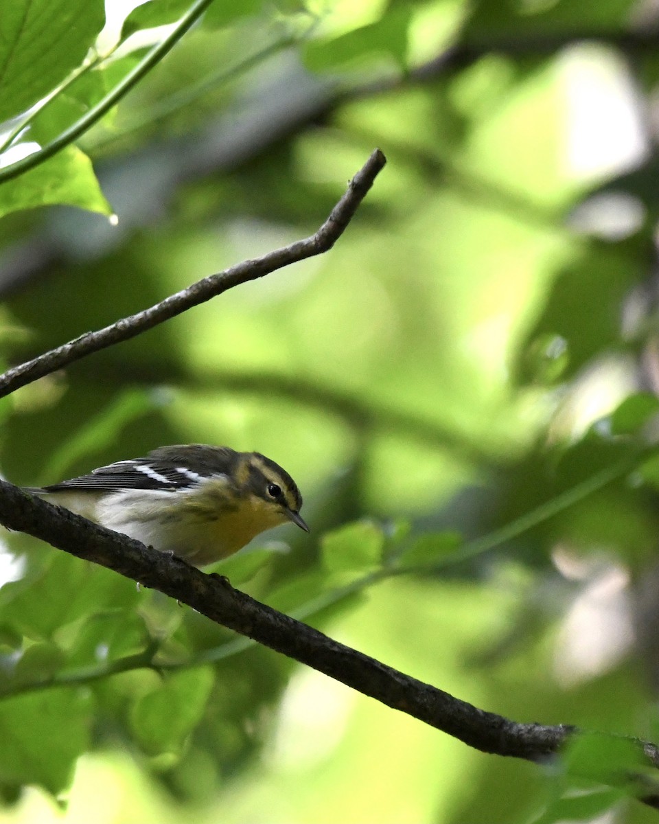 lesňáček jedlovcový - ML362359571