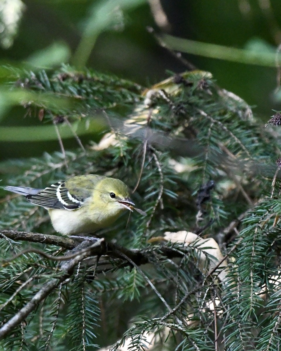 lesňáček kaštanový - ML362359581
