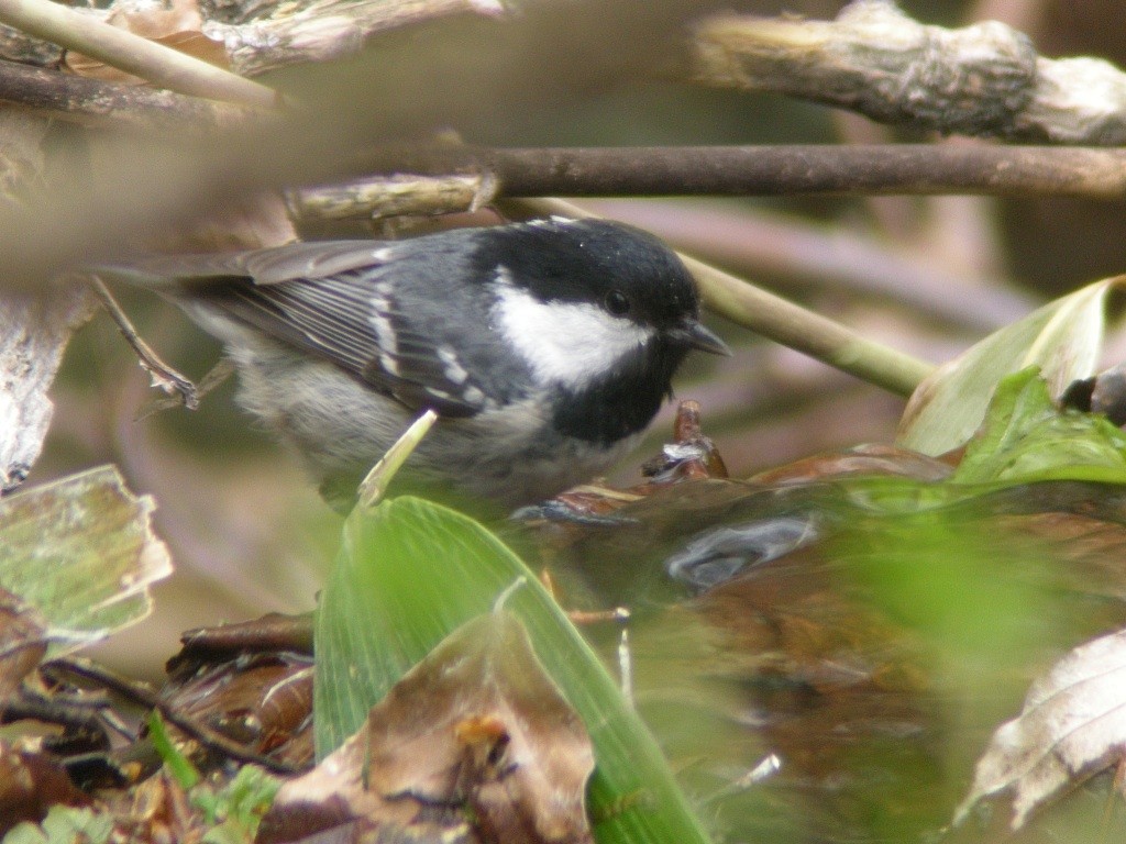 Mésange noire - ML36236251