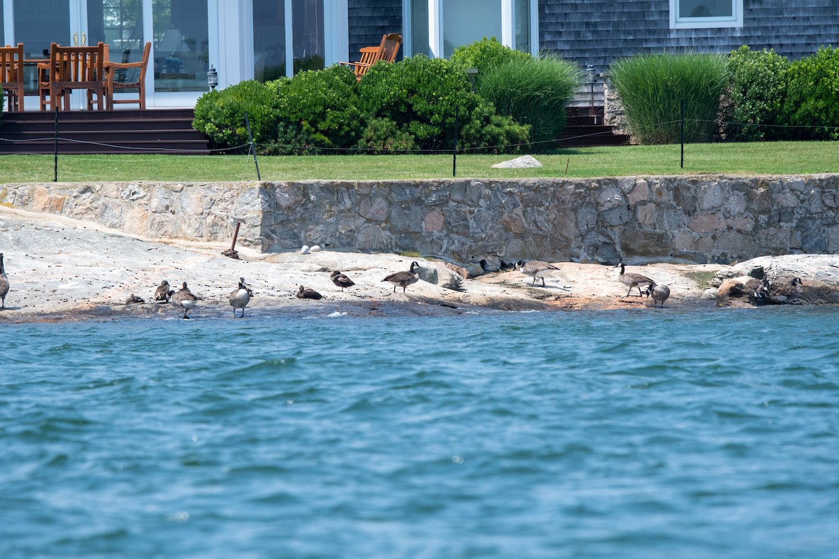 Common Eider - Lorraine Morecraft