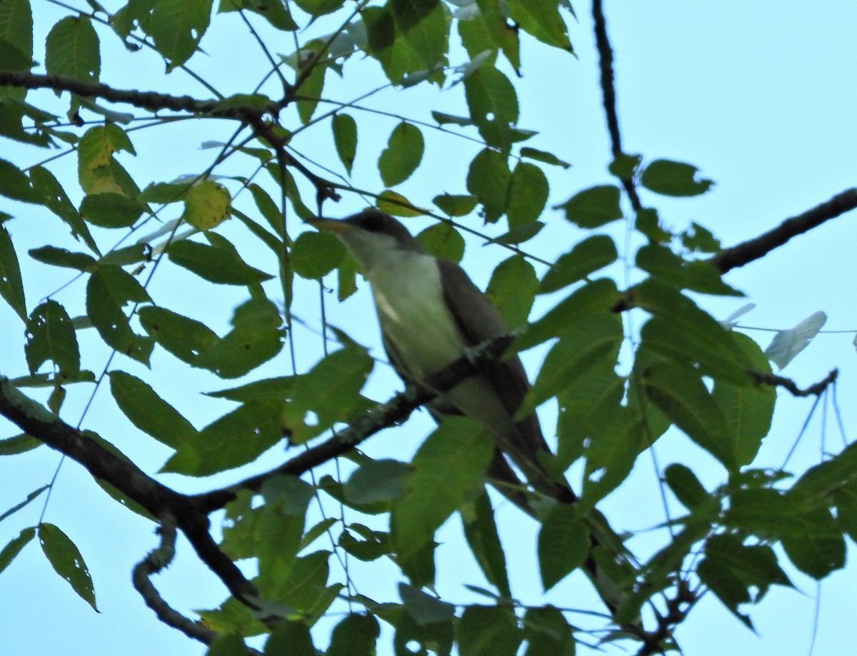 Yellow-billed Cuckoo - ML362363311