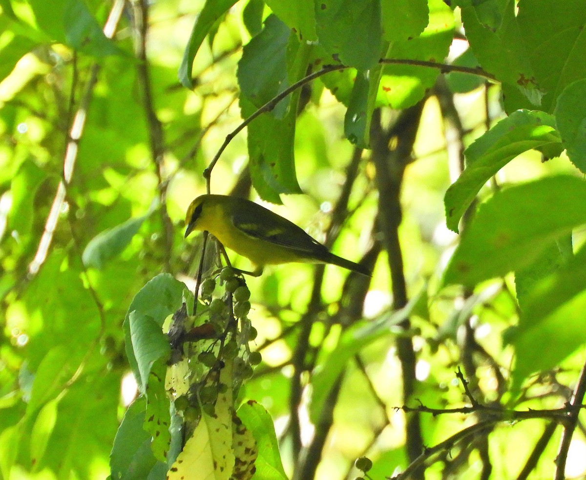 Blue-winged Warbler - Sabrena Boekell