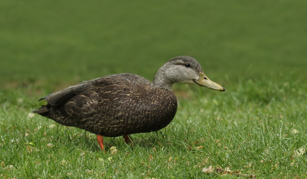 American Black Duck - ML36236541