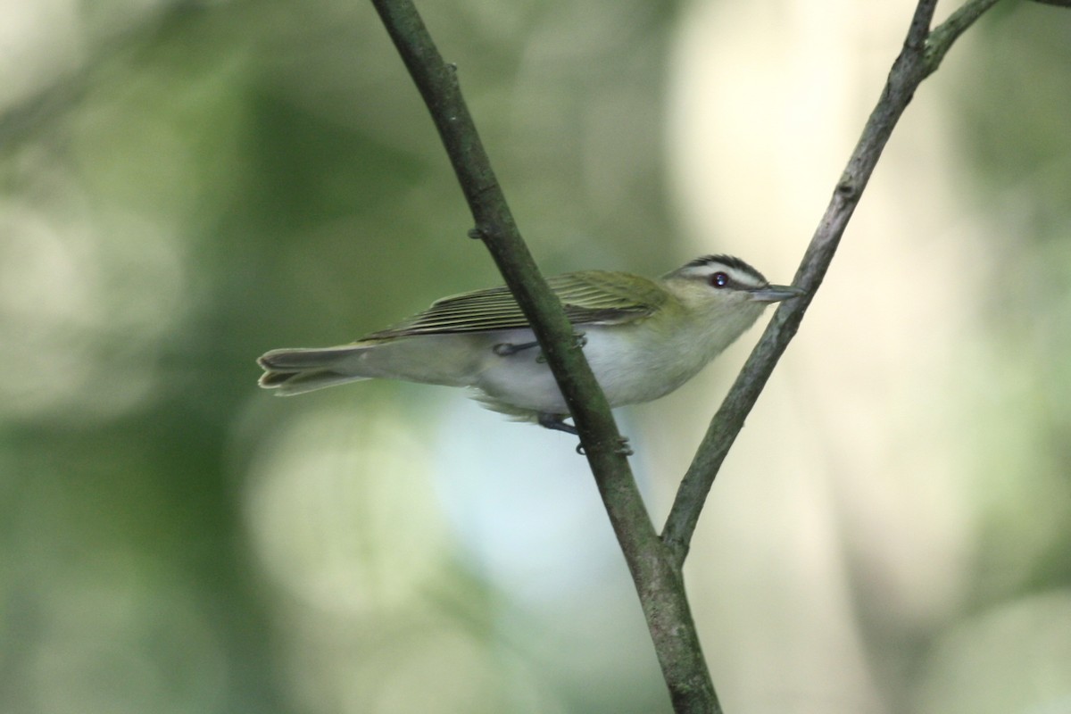 Red-eyed Vireo - Jon Isacoff