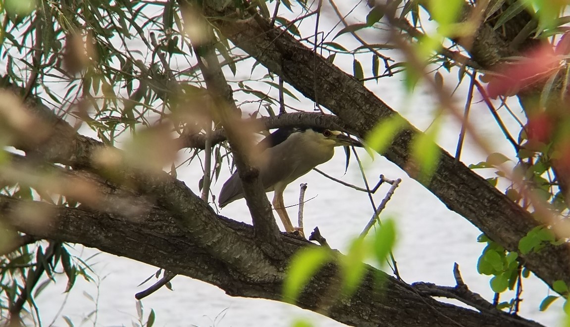 Black-crowned Night Heron - Max Glines