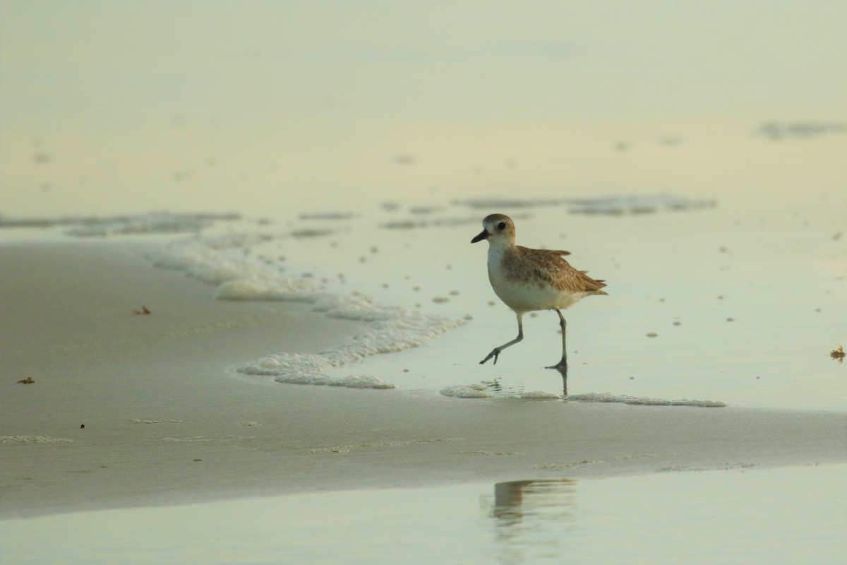 Black-bellied Plover - ML362368871