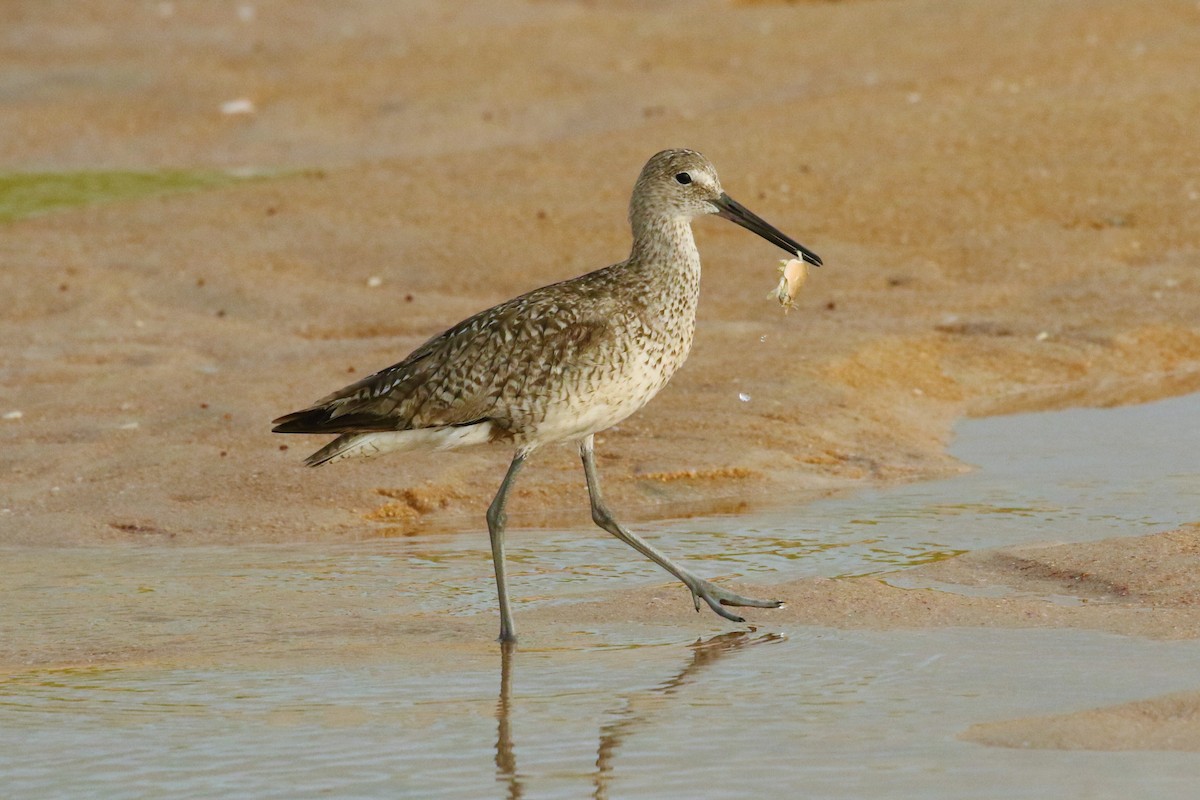 Willet - ML362369041