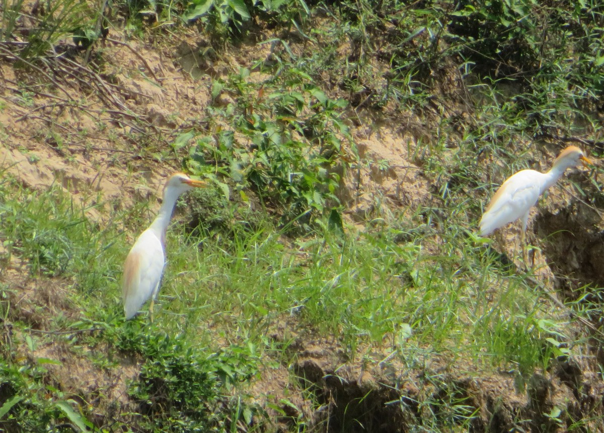 Western Cattle Egret - ML362369071