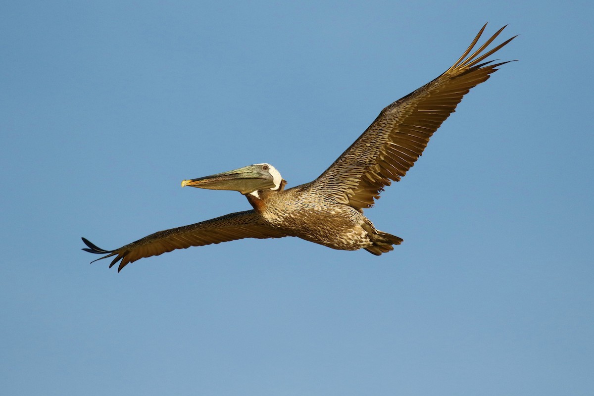 Brown Pelican - ML362369221