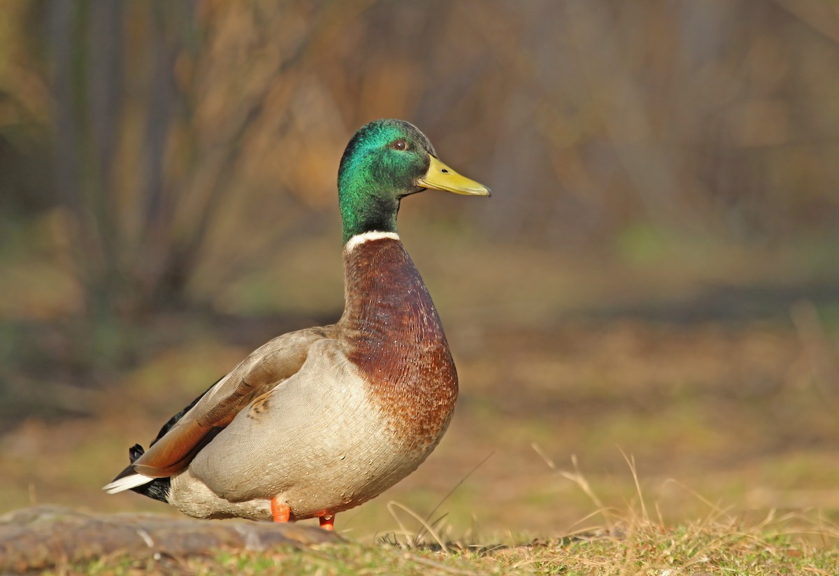 Mallard - Ryan Schain