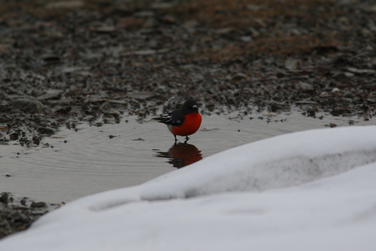 Flame Robin - ML36236991