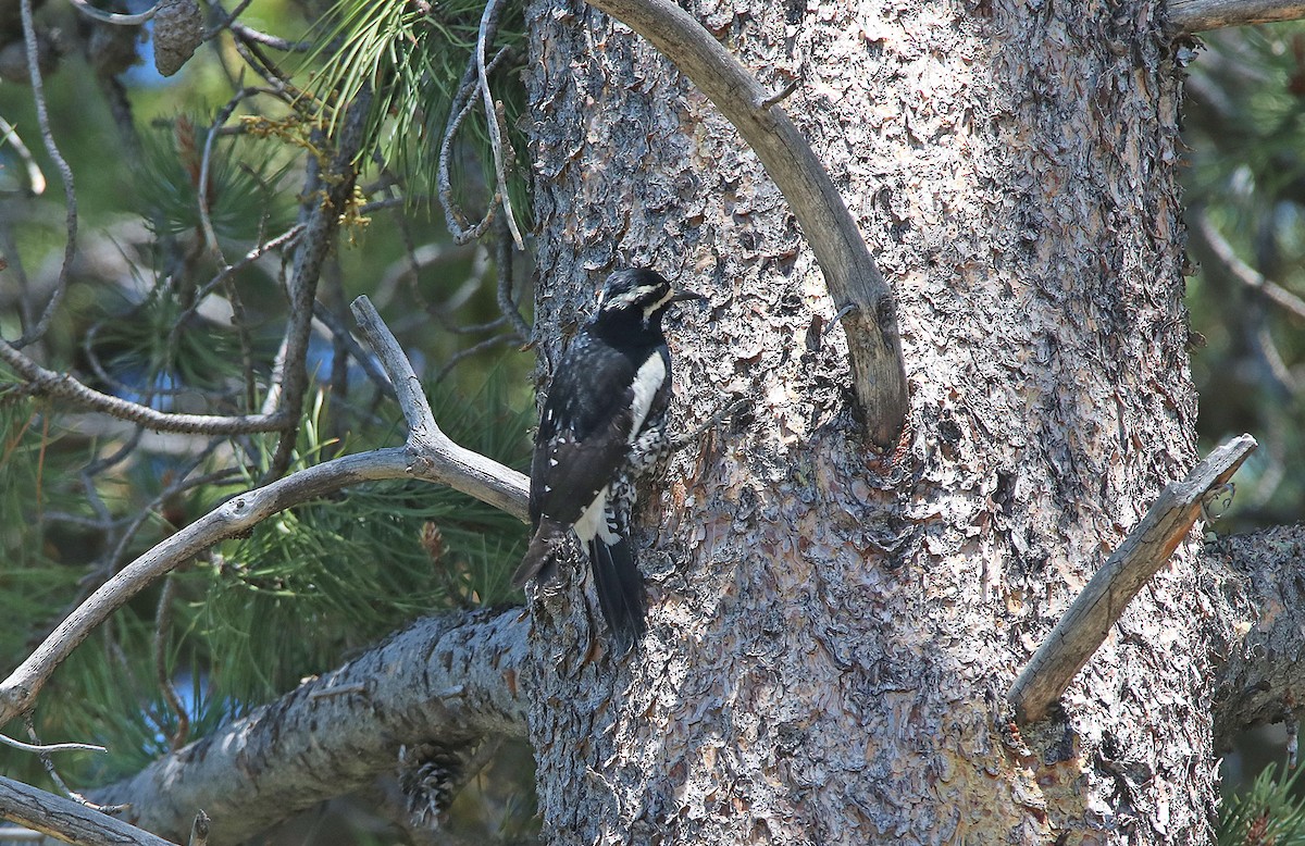 Williamson's Sapsucker - ML362370231