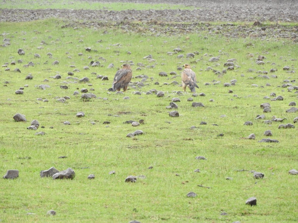 Tawny Eagle - ML362370831