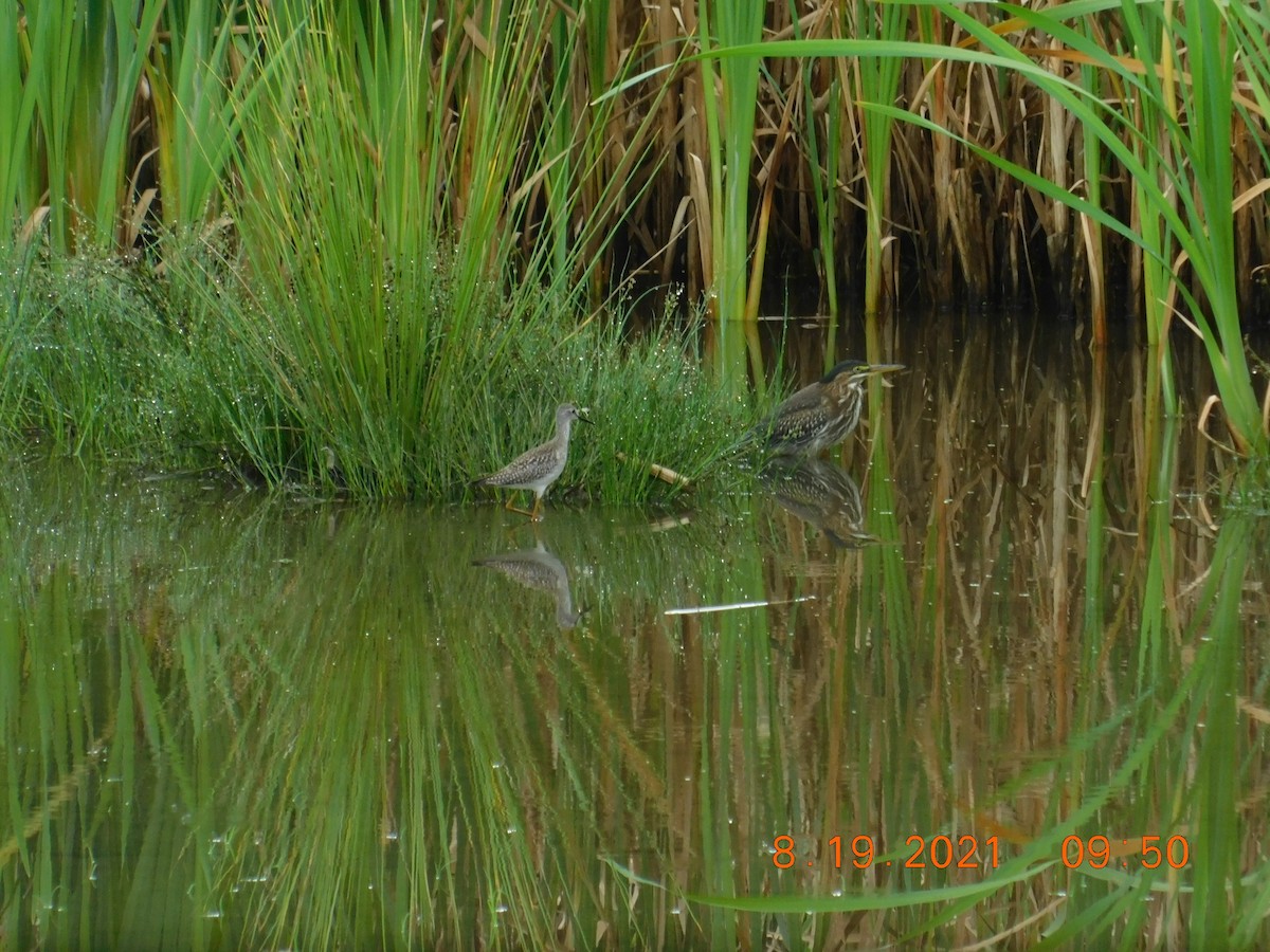 Lesser Yellowlegs - ML362371491