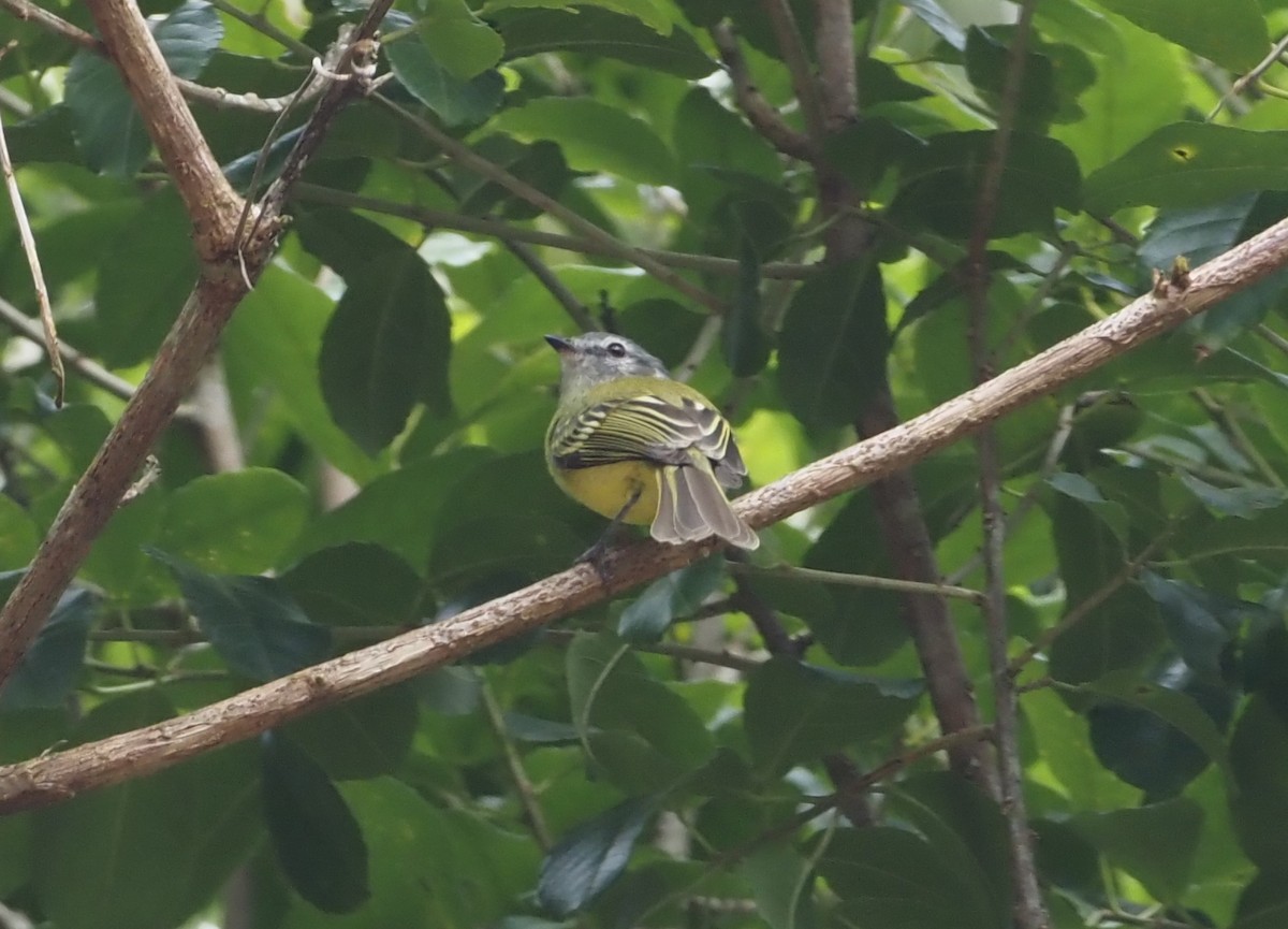 Plumbeous-crowned Tyrannulet - Stephan Lorenz