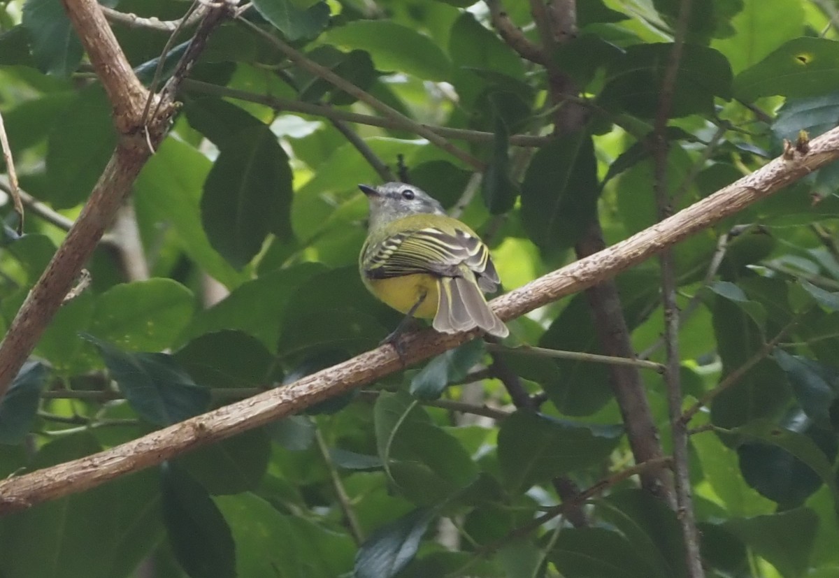 Plumbeous-crowned Tyrannulet - Stephan Lorenz