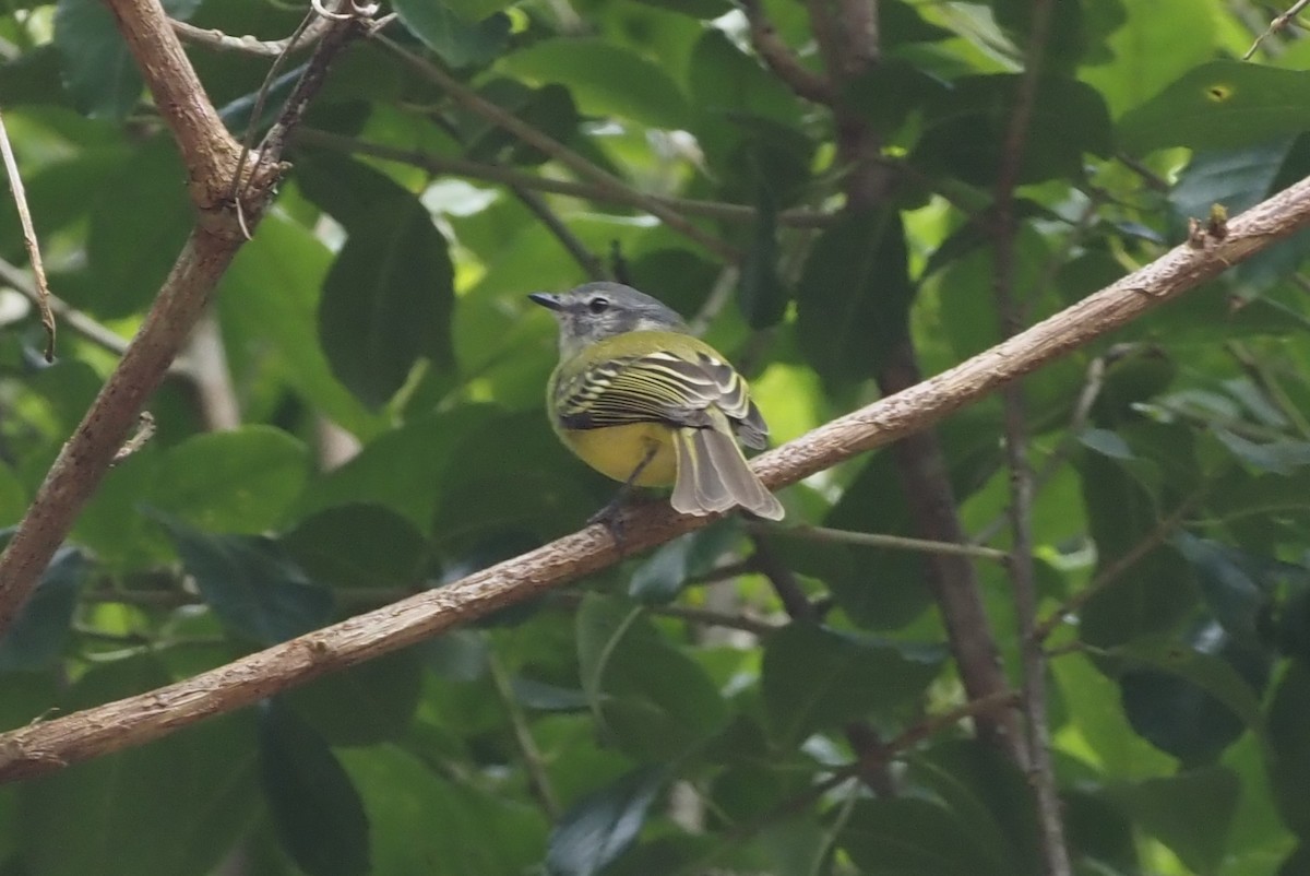 Plumbeous-crowned Tyrannulet - Stephan Lorenz