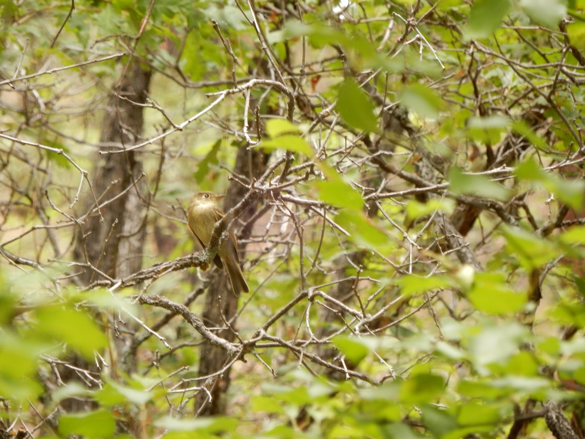 Western Flycatcher (Cordilleran) - ML362372061