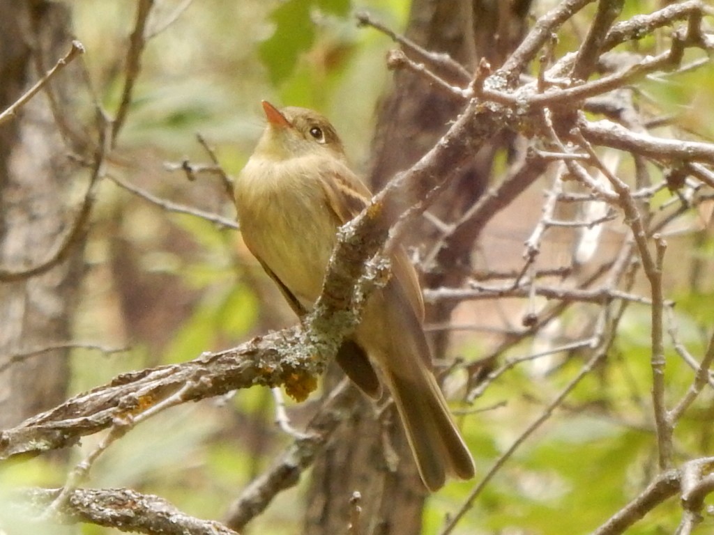 Western Flycatcher (Cordilleran) - ML362372261