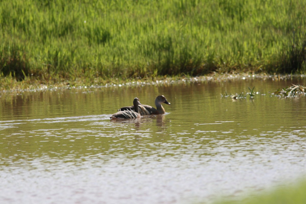 husička australská - ML36237231