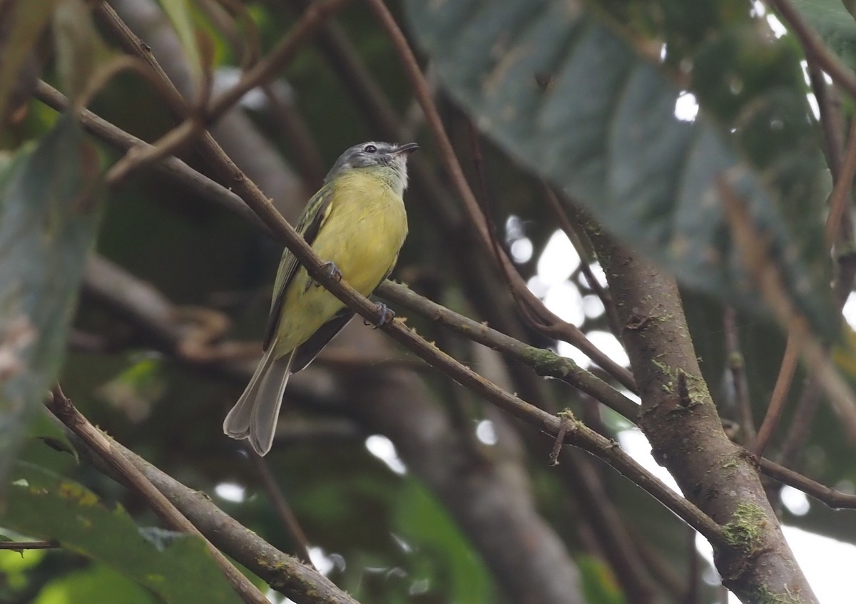 Plumbeous-crowned Tyrannulet - Stephan Lorenz