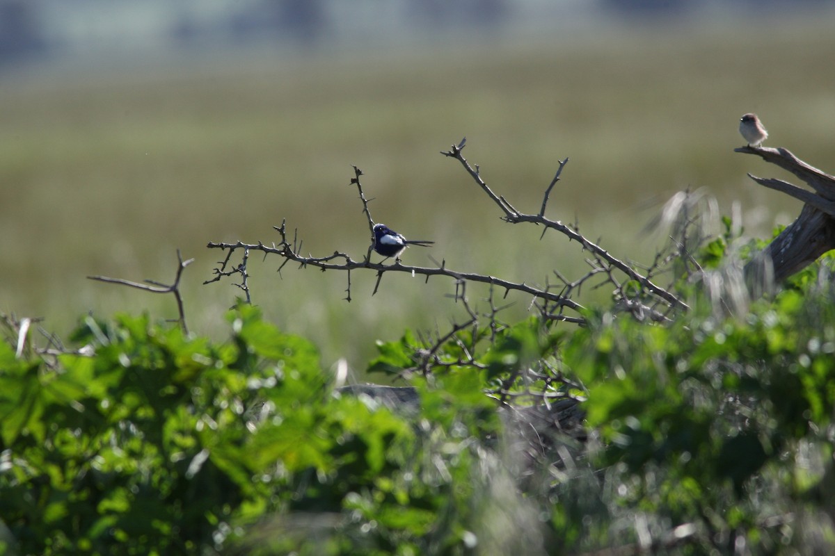 modropláštník bělokřídlý - ML36237361
