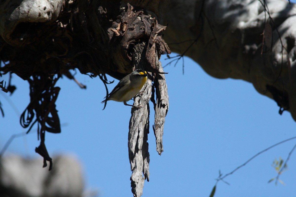 pardalot australský - ML36237591