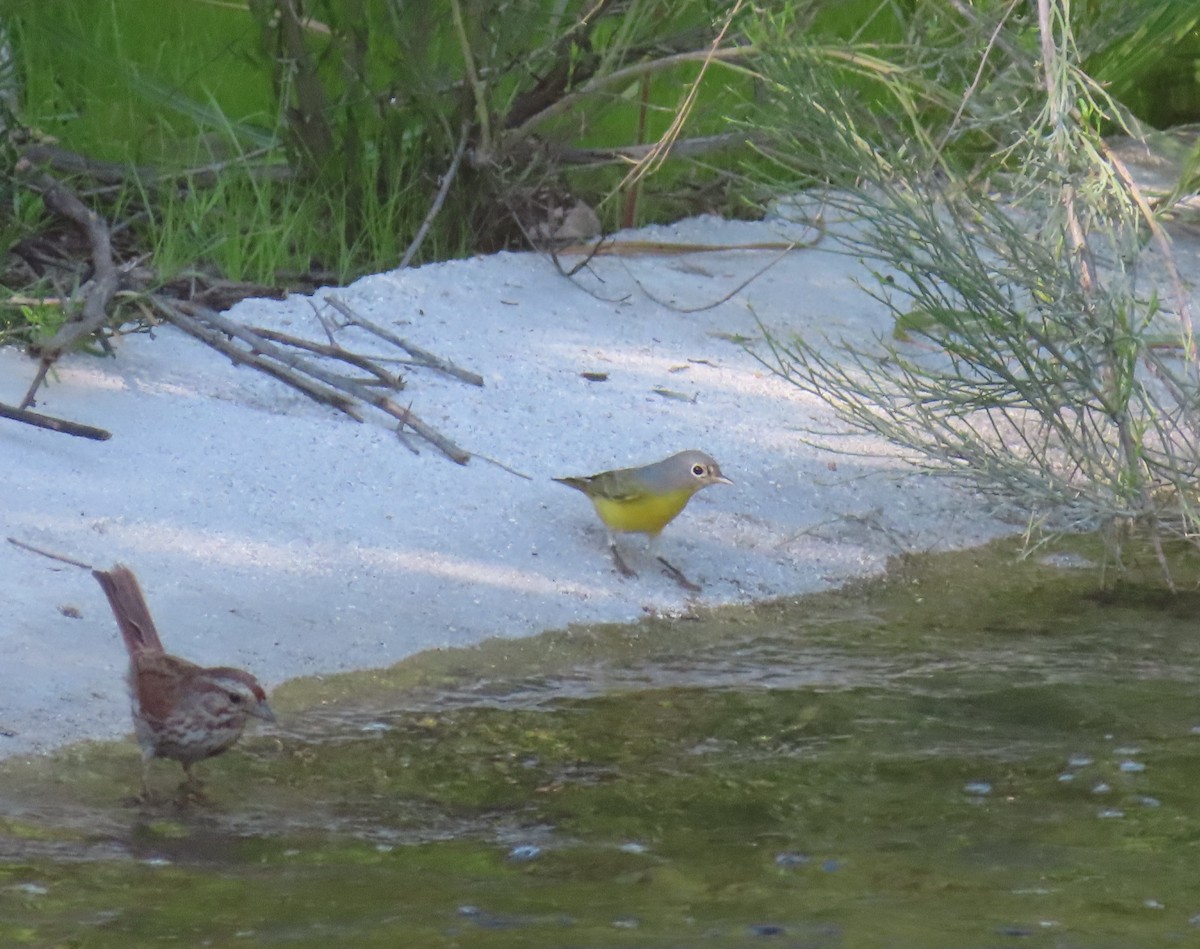 Nashville Warbler - ML362375981