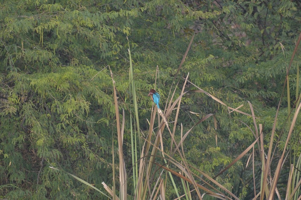 White-throated Kingfisher - ML362376181