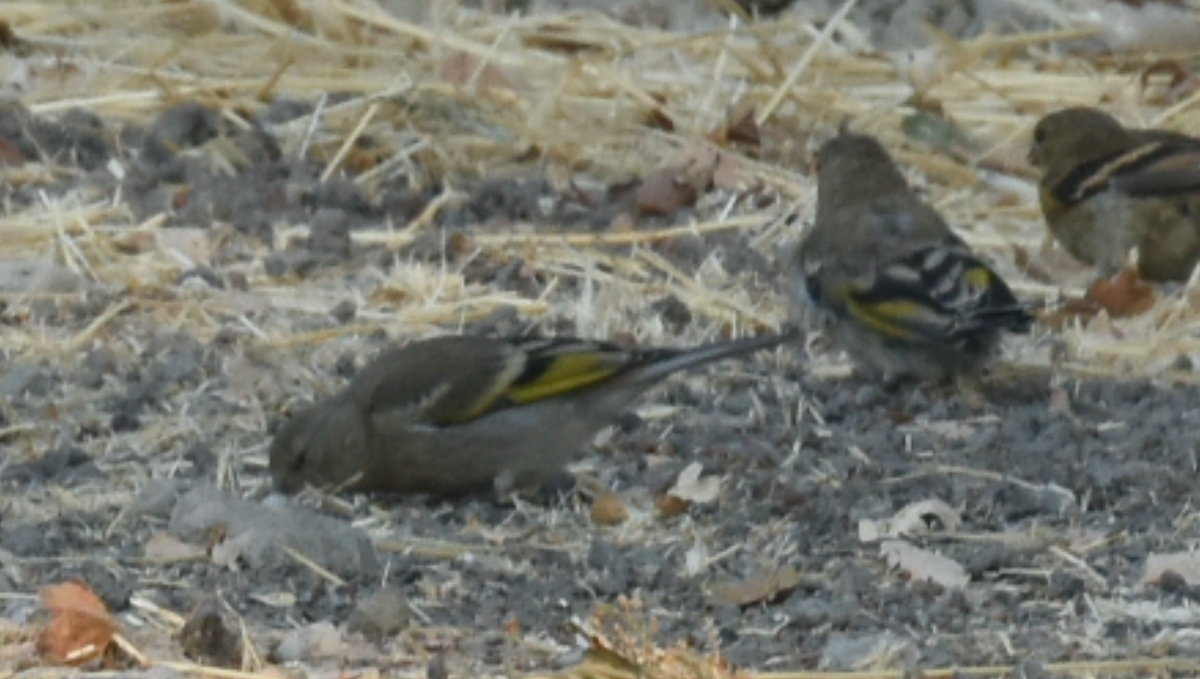 Lawrence's Goldfinch - ML362376301