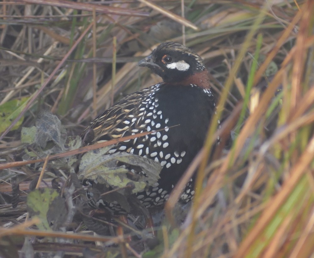 Black Francolin - ML362376331