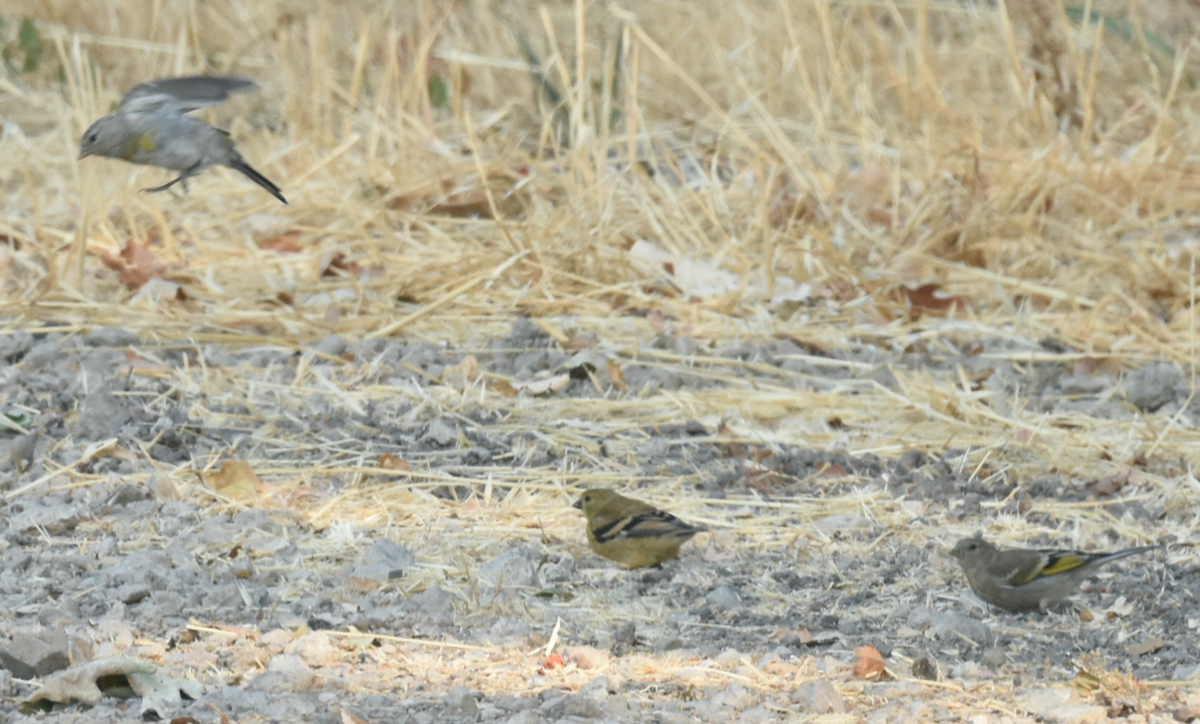 Lawrence's Goldfinch - ML362376361