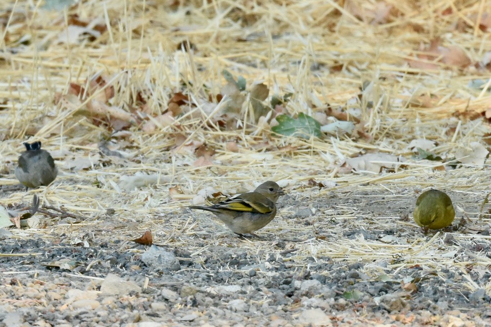 Lawrence's Goldfinch - ML362376371