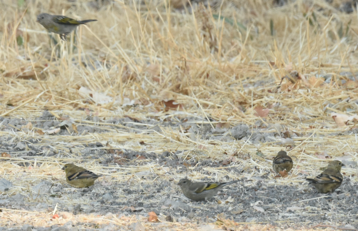 Lawrence's Goldfinch - ML362376381