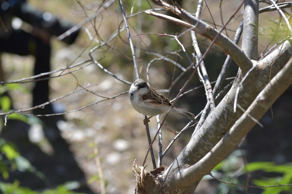 House Sparrow - ML362376551