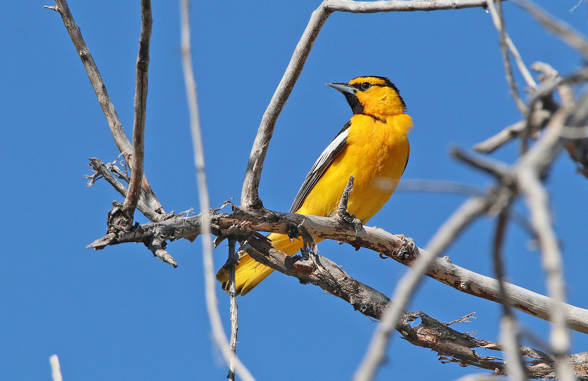 Bullock's Oriole