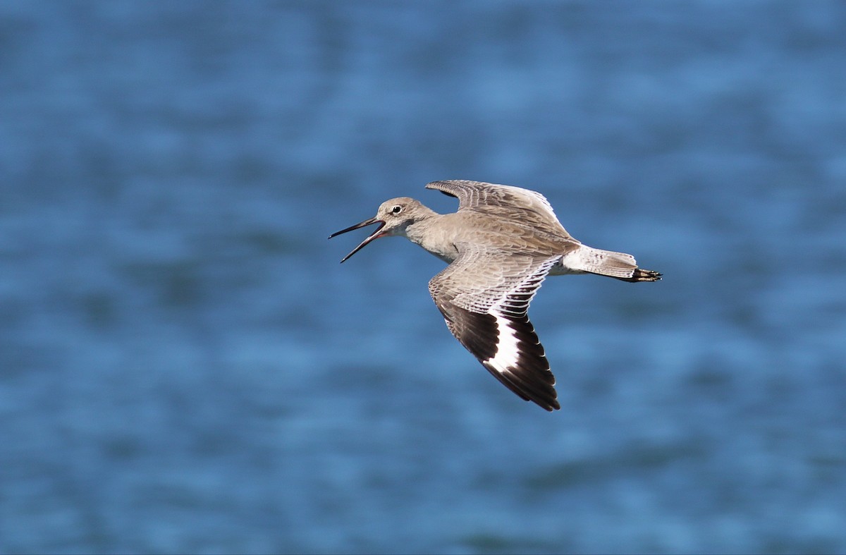 willetsnipe (inornata) - ML36238141