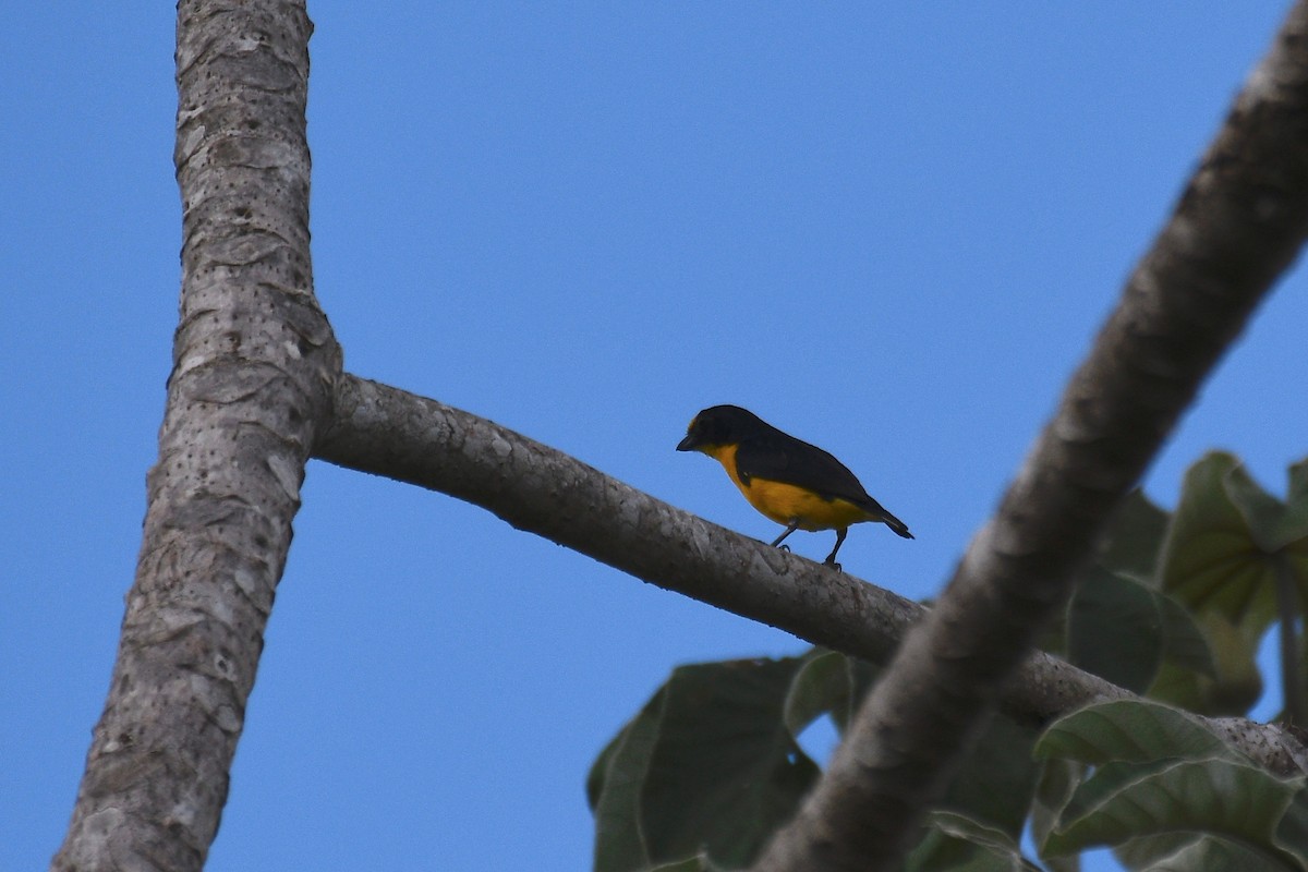 Yellow-throated Euphonia - ML362382041