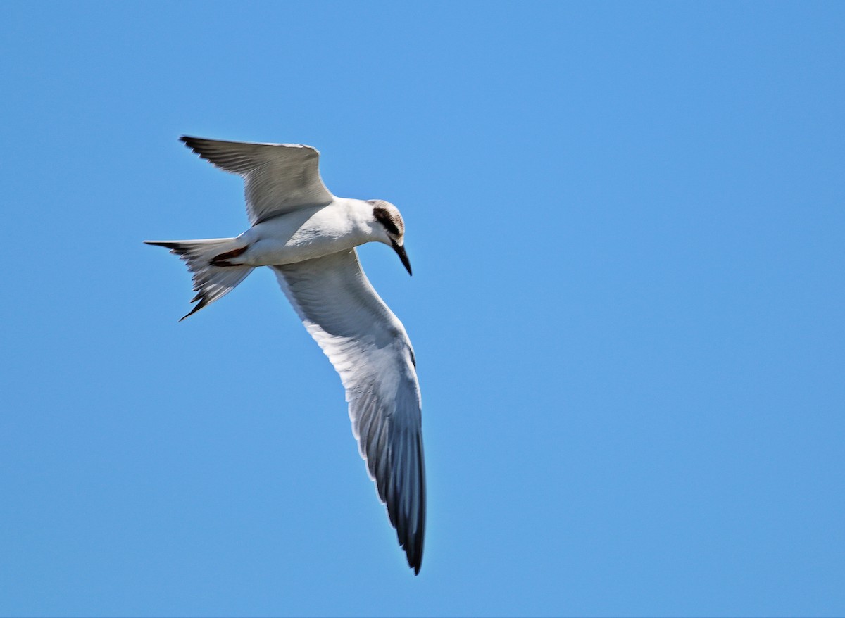 Forster's Tern - Paul Fenwick