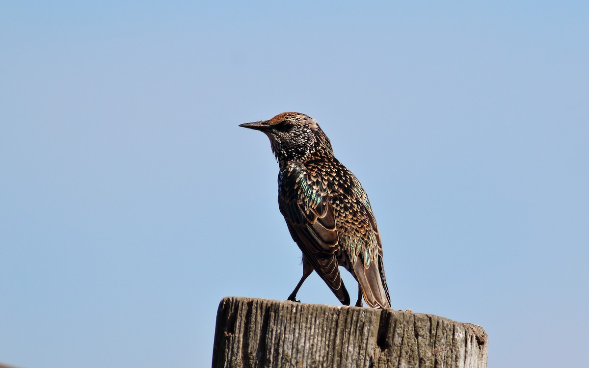 European Starling - ML36238481