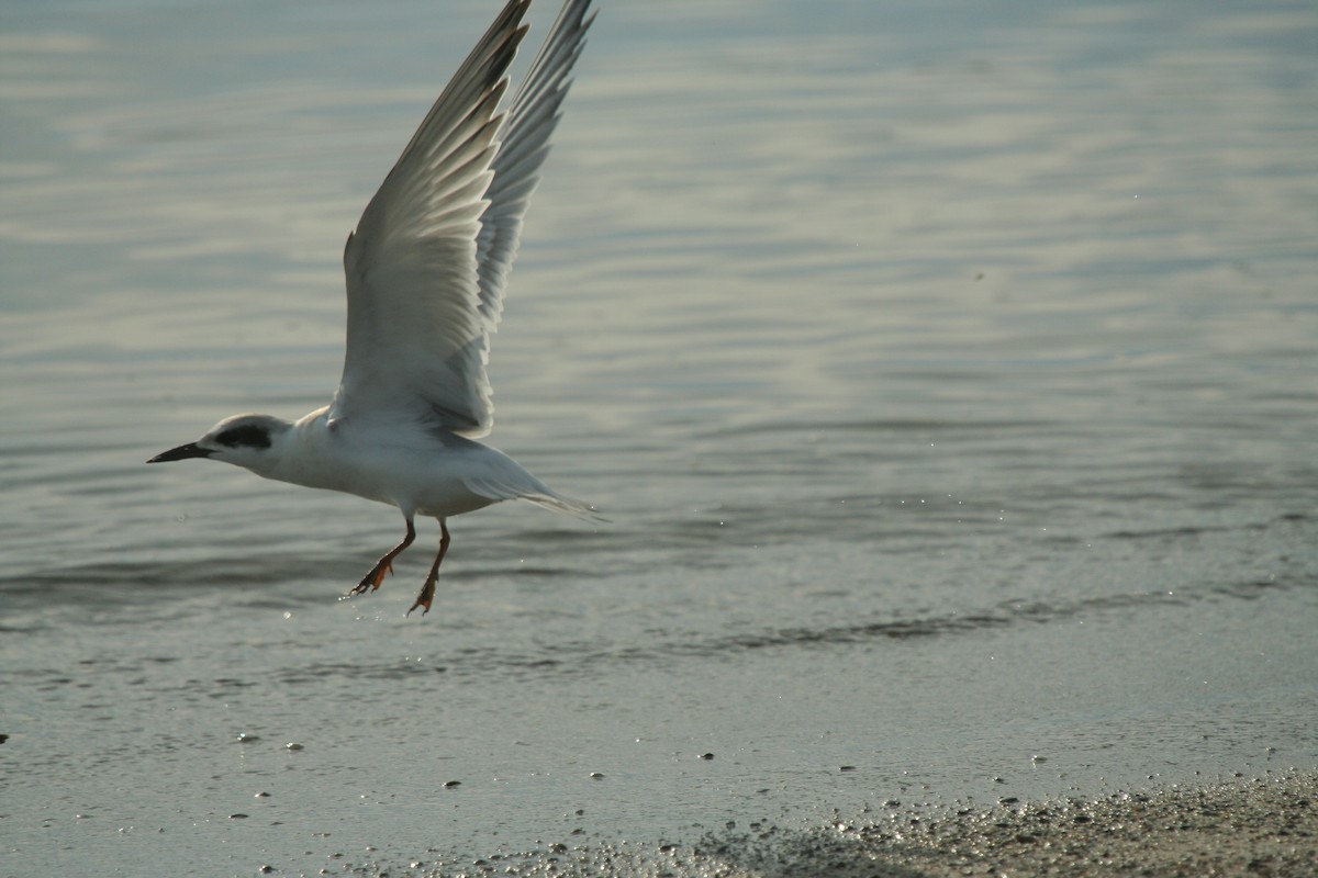 Forster's Tern - ML36238611