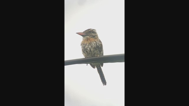 Пёстрая пуховка (striatipectus) - ML362387811