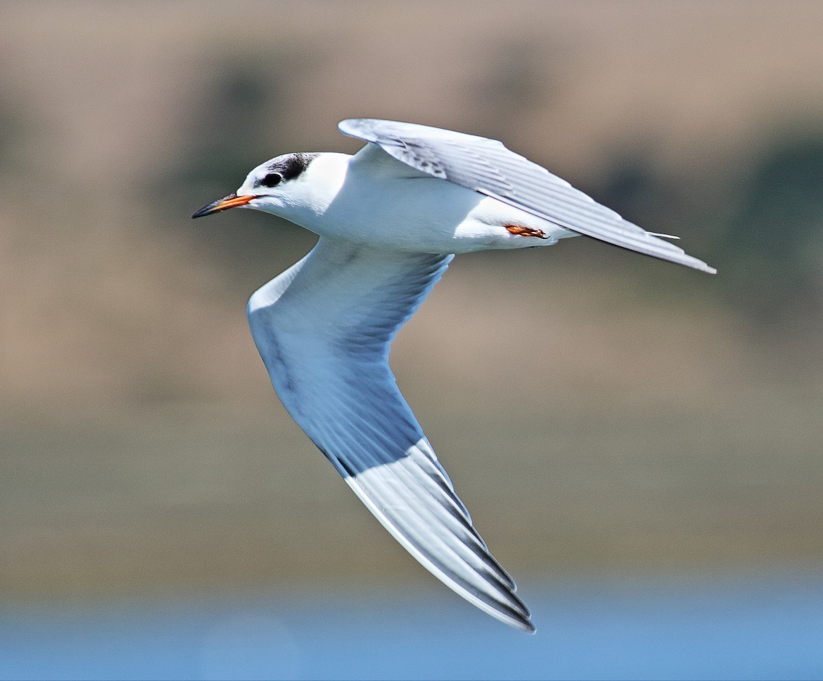 Common Tern - ML36238841
