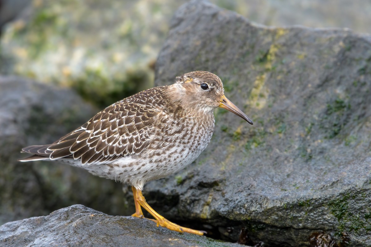 Purple Sandpiper - Fiete Nörenberg